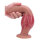 FX DRAGON Miknot Dildo in Gr&ouml;&szlig;e L / &Oslash; 7,7 x 27 cm